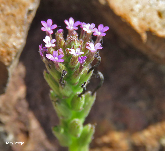 Buchnera reducta
