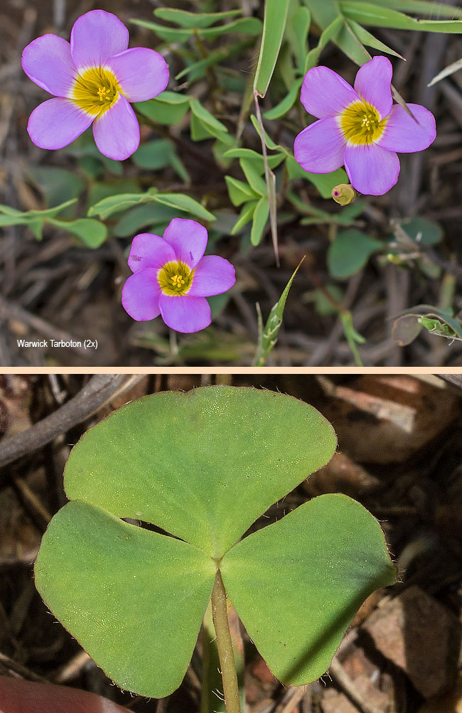 Oxalis obliquifolia