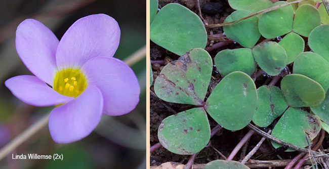 Oxalis obliquifolia