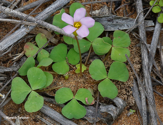 Oxalis obliquifolia