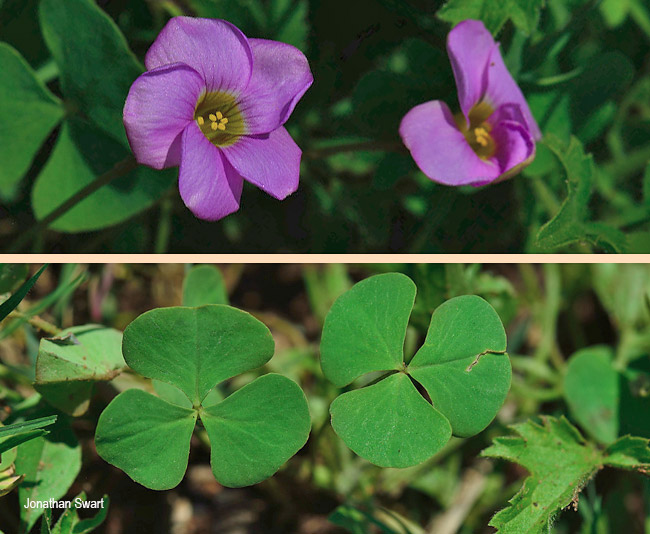 Oxalis obliquifolia