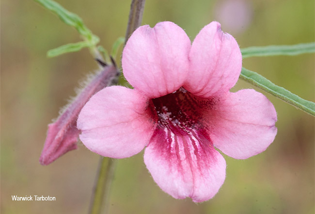 Sesamum triphyllum