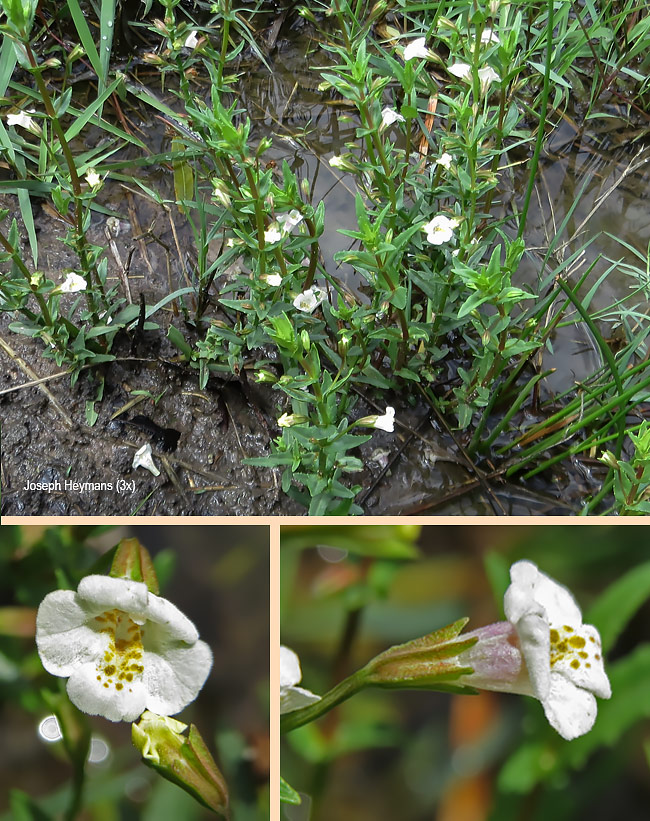 Mimulus strictus