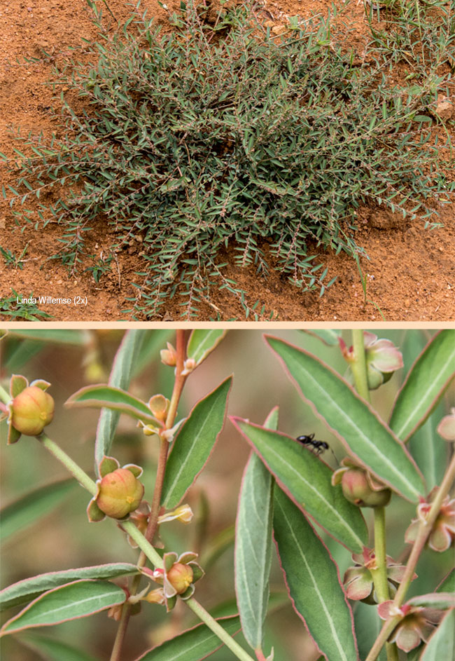 Phyllanthus maderaspatensis