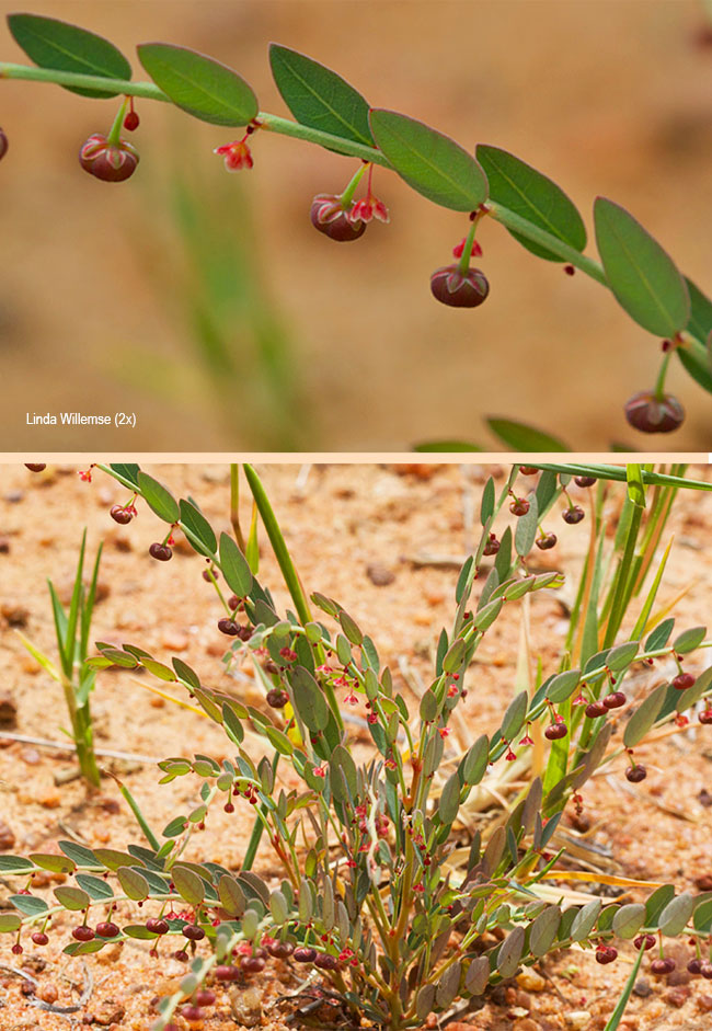 Phyllanthus parvulus