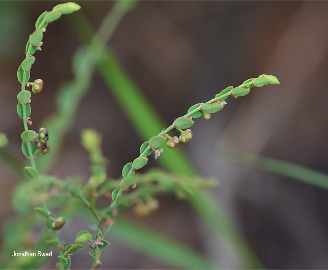 Phyllanthus parvulus