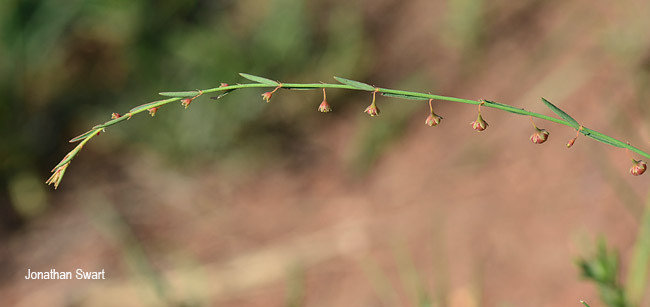 Phyllanthus pentandrus