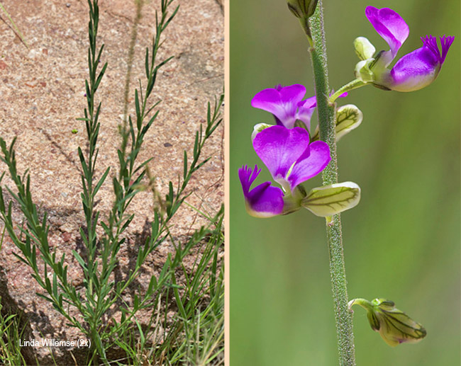 Polygala producta