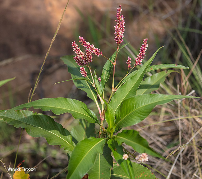 Persicaria senegalensis