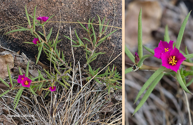Portulaca kermesina