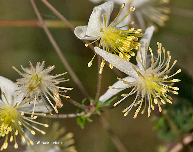 Clematis oweniae