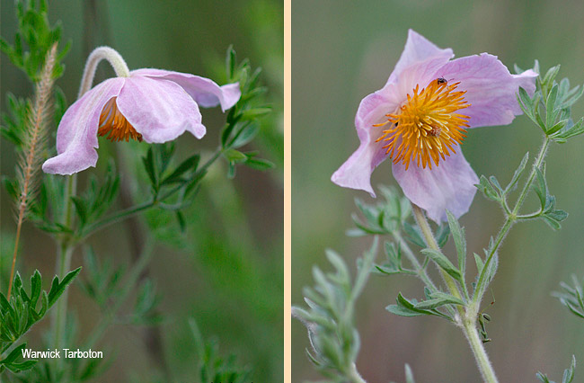 Clematis villosa