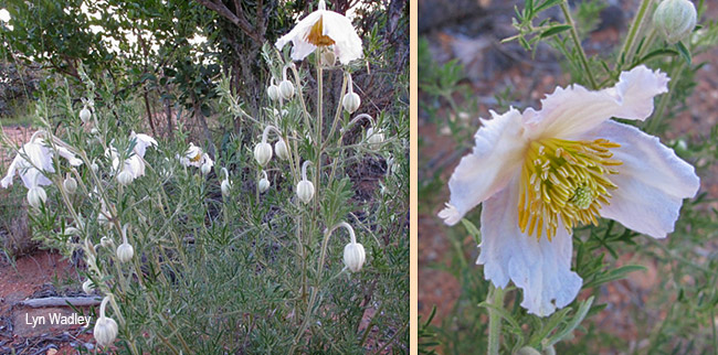 Clematis villosa