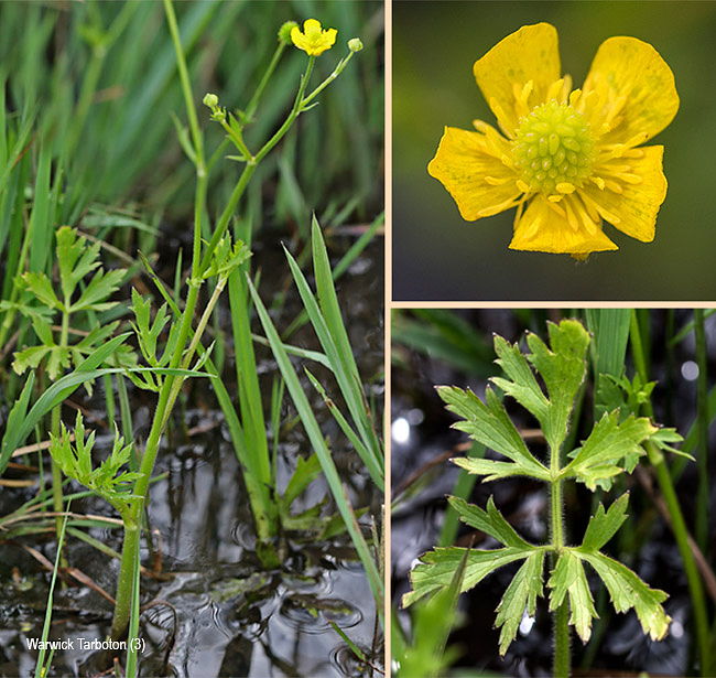 Ranunculus multifidus
