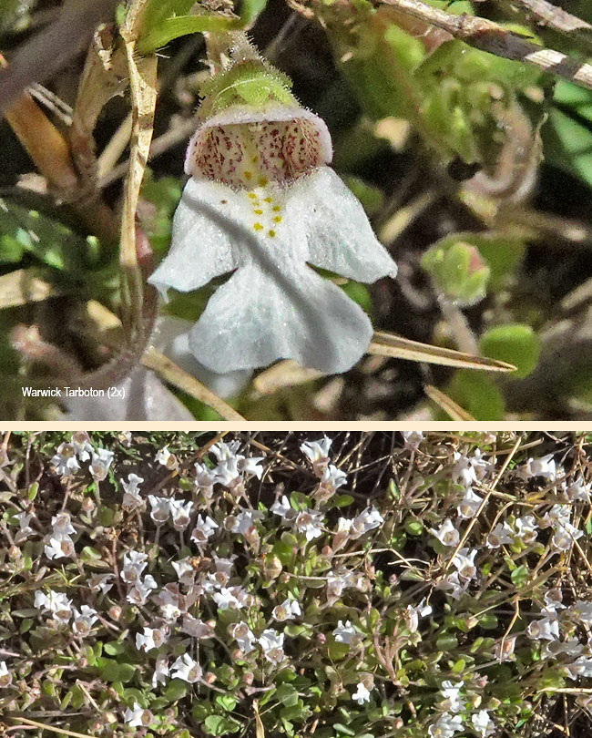 Diclis petiolaris