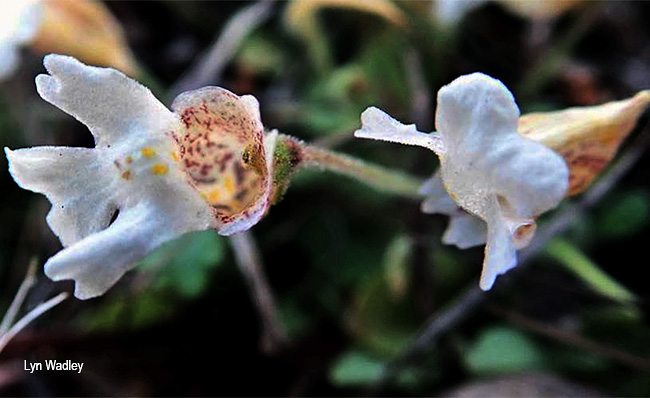 Diclis petiolaris