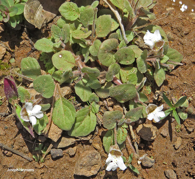 Diclis petiolaris