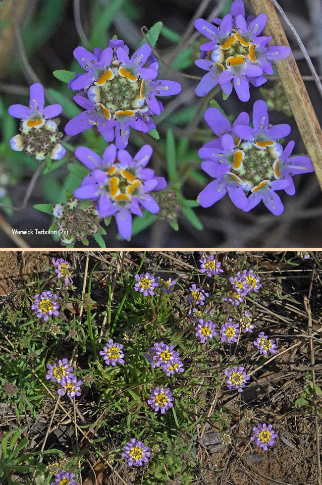 Melanospermum foliosum
