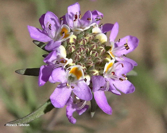 Melanospermum foliosum
