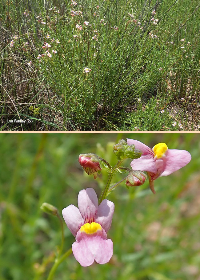 Nemesia fruticans