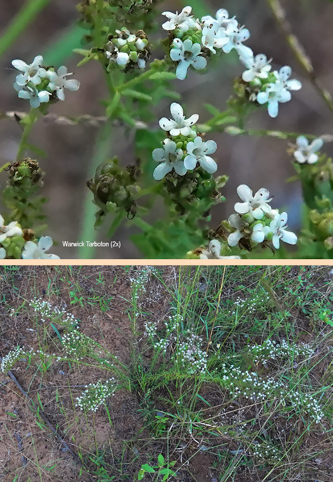 Selago densiflora