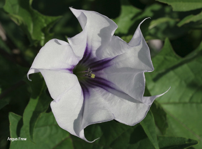 Datura stramonium