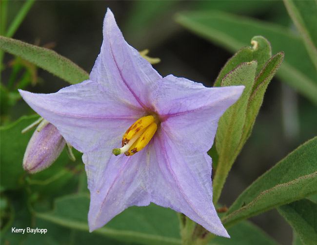 Solanum campylacanthum