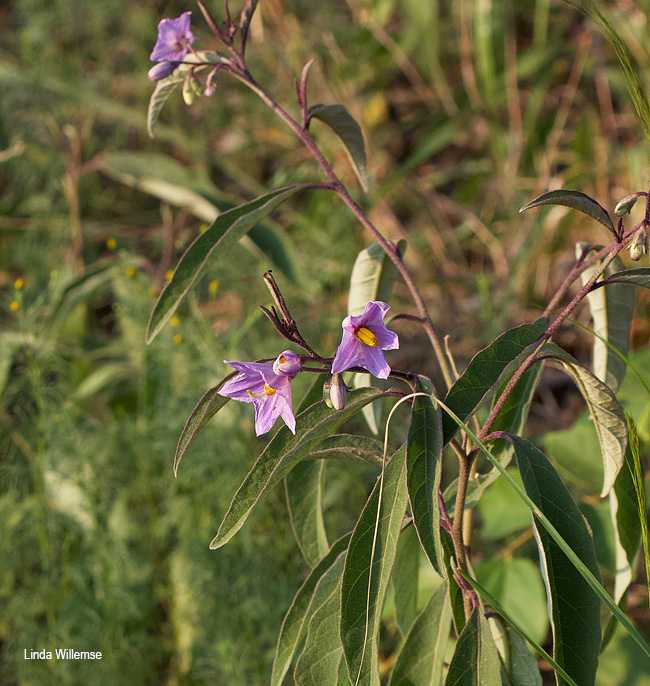 Solanum campylacanthum