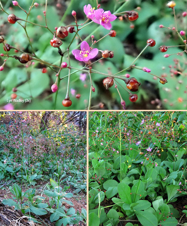 Talinum paniculatum