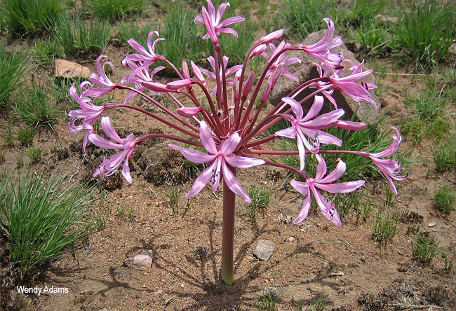 Brunsvigia radulosa