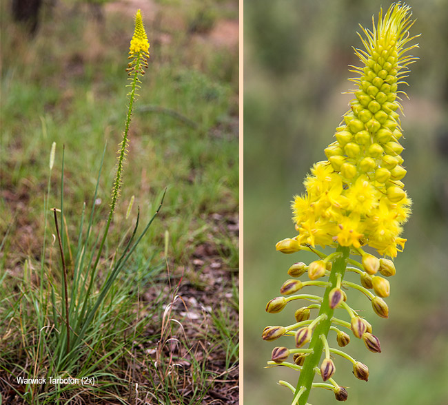 Bulbine angustifolia