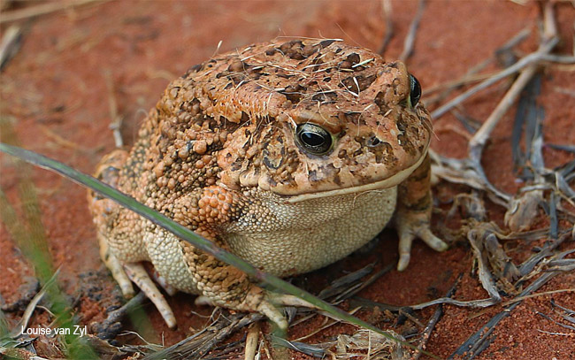 Amietophrynus gutturalis