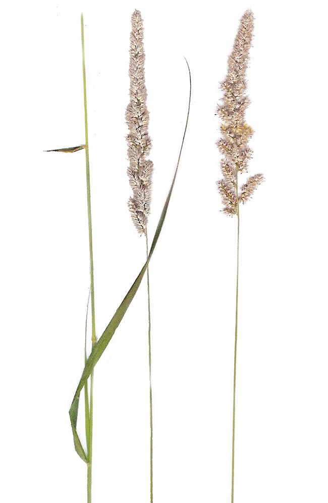 Enneapogon cenchroides