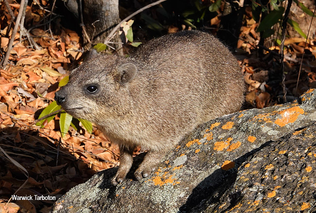 Procavia capensis