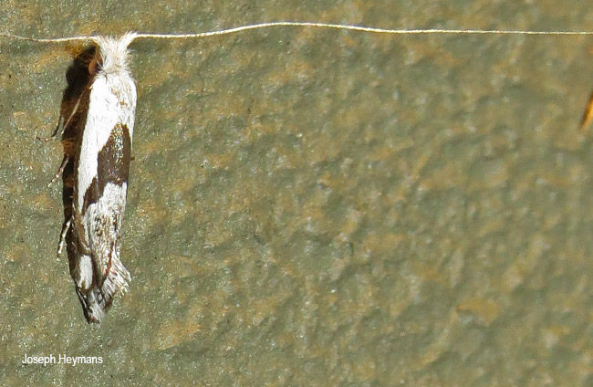 Ceromitia trigoniferella