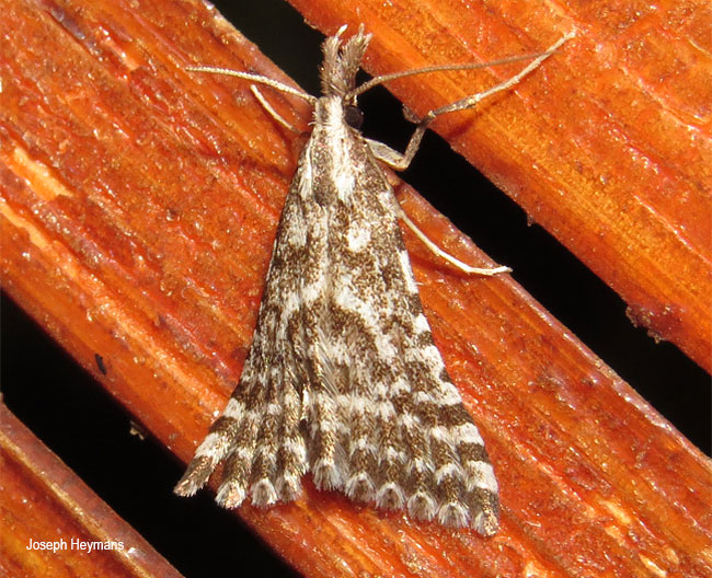 Alucita spicifera