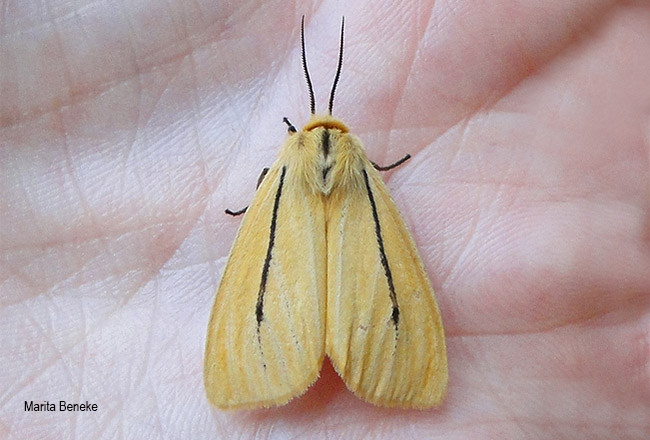 Spilosoma lineatum