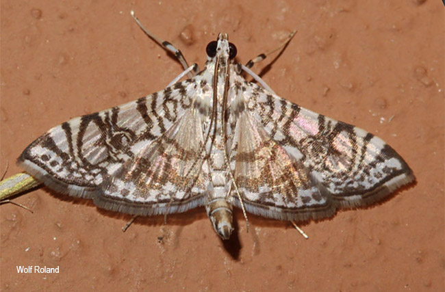Chabulina  amphipeda