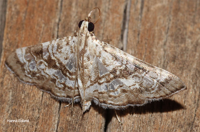 Chabulina onychinalis
