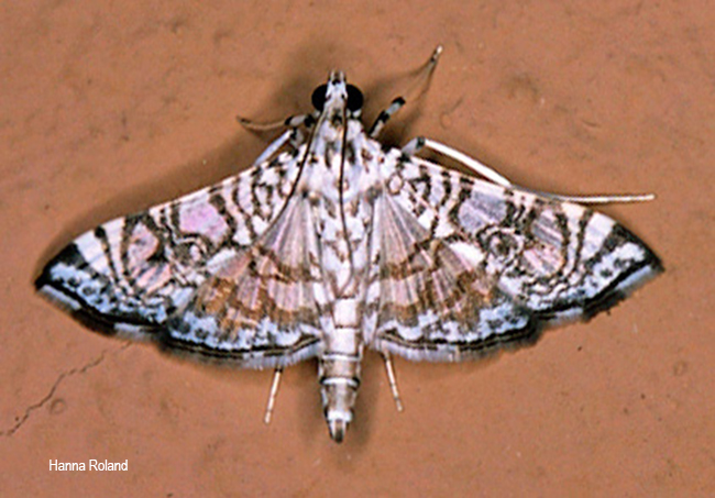 Chabulina onychinalis