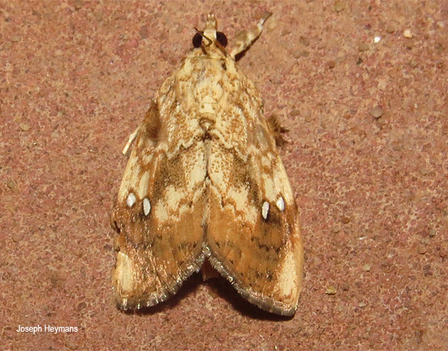 Crocidolomia pavonana