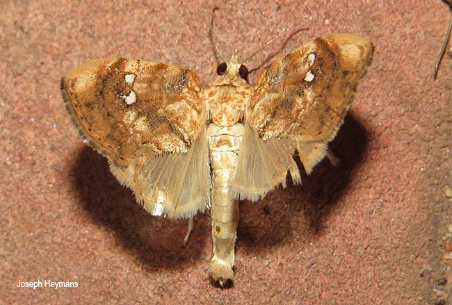 Crocidolomia pavonana