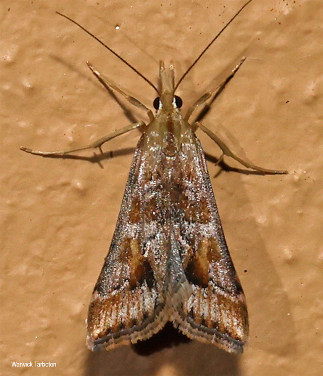 Diasemia disjectalis