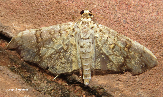 Haritaoldes derogata