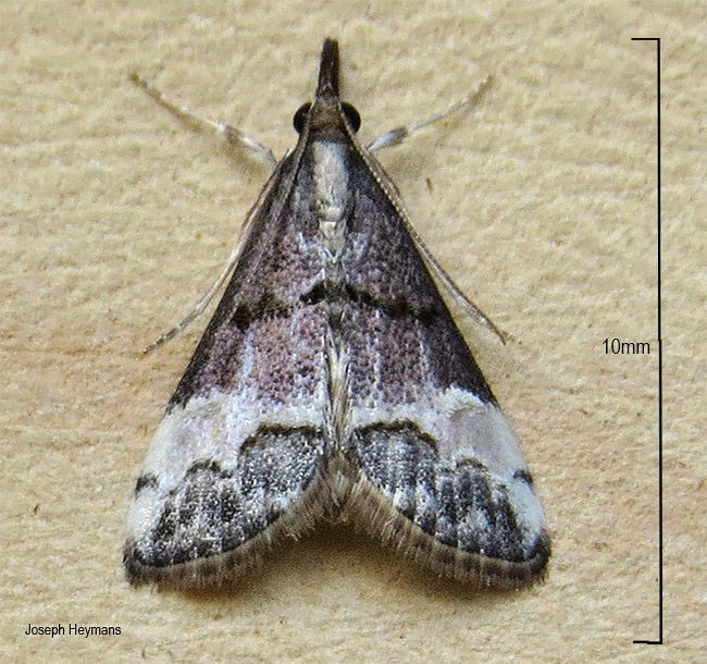 Autocharis albiplaga