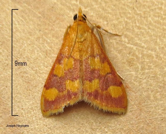 Pyrausta phoenicealis