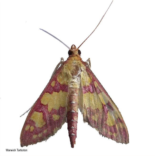 Ischnurges  lancinalis