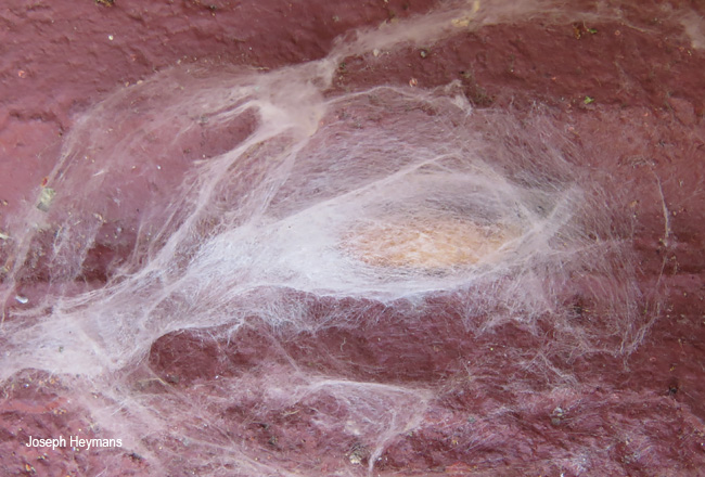 Uresiphita gilvata pupa