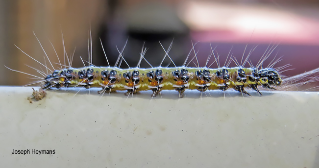 Uresiphita gilvata larva