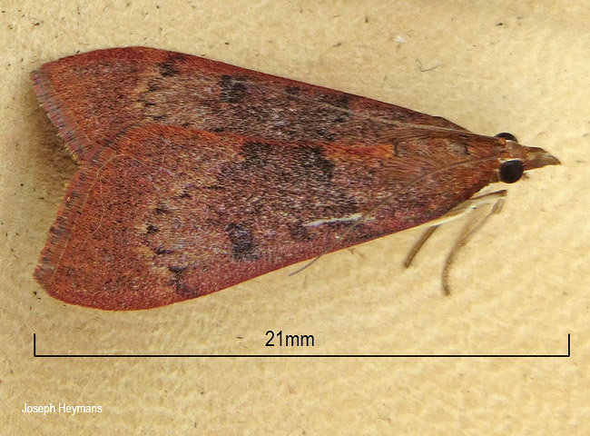 Uresiphita gilvata
